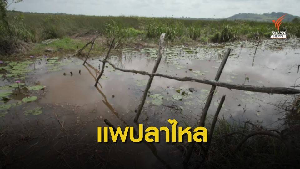 "แพปลาไหล" เศรษฐกิจชุมชนคนป่าพรุควนเคร็ง