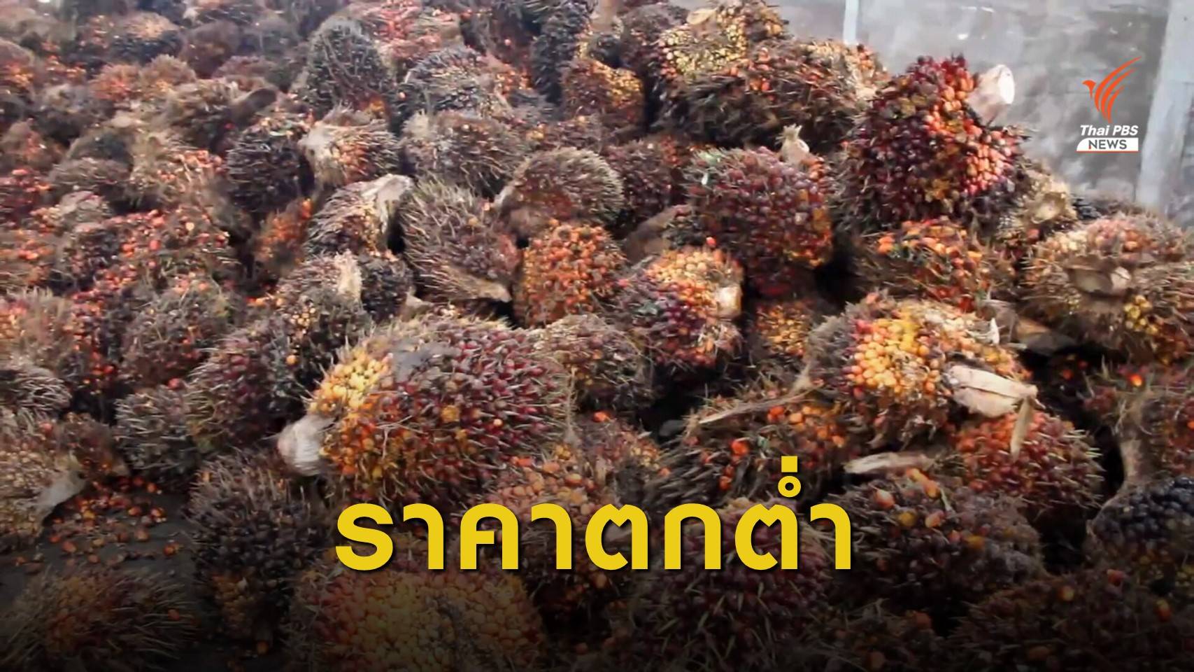 เกษตรกรโอดปาล์มราคาตก จี้กระทรวงพาณิชย์ช่วย
