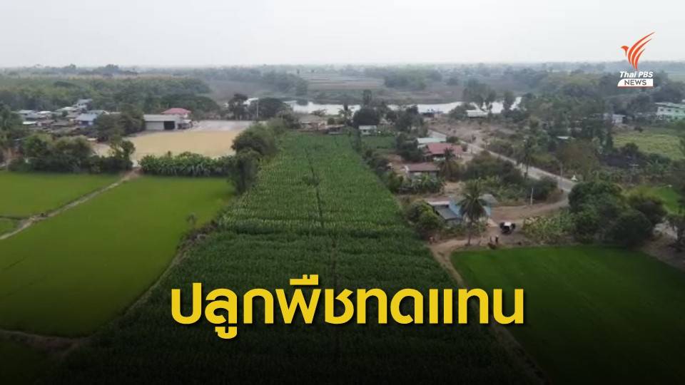 "นครสวรรค์" ปลูกพืชทดแทนช่วงฤดูแล้ง