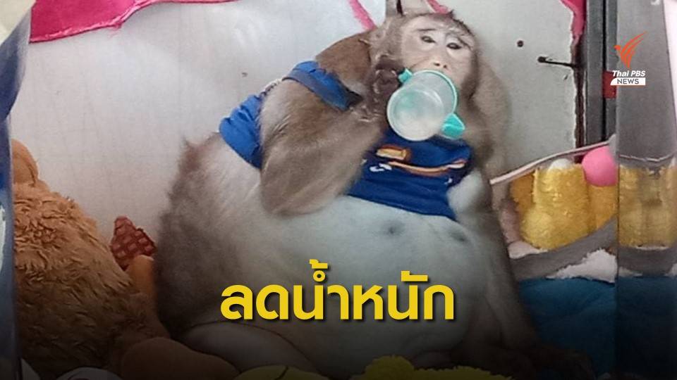 ส่งลิงแสม "ก๊อตซิล่า" ฟื้นฟูสุขภาพที่ศูนย์ช่วยเหลือสัตว์ป่ากระบกคู่