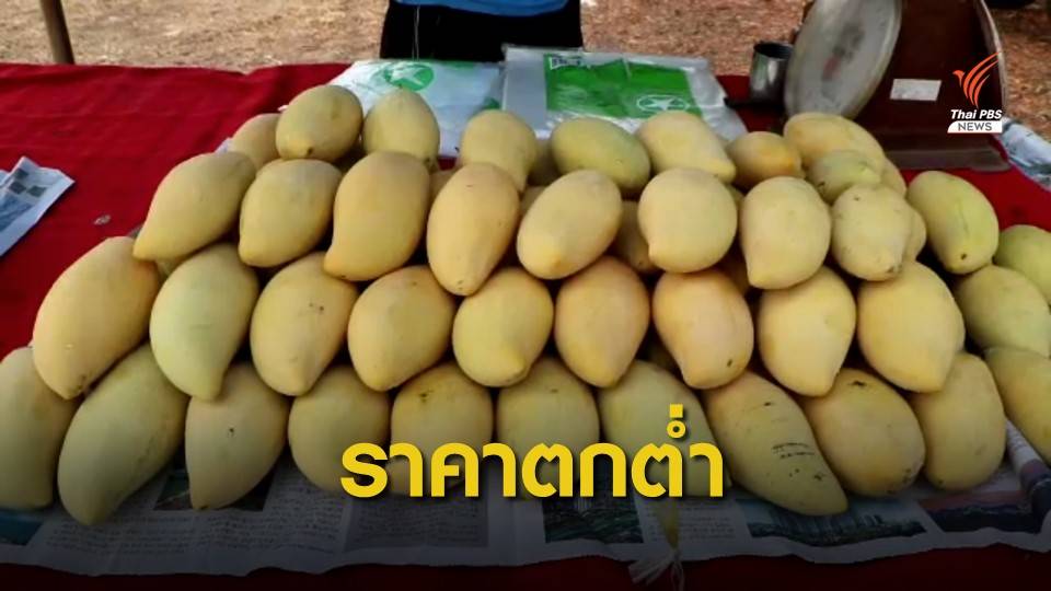 ชาวสวนมะม่วงร้องแก้ปัญหาราคาตกต่ำ