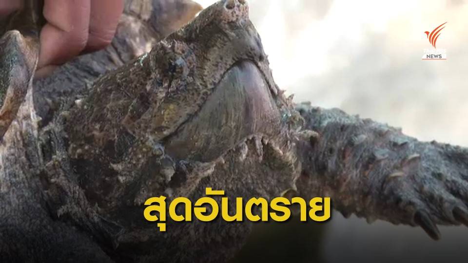 จ่อขึ้นบัญชี "เต่าอัลลิเกเตอร์" สัตว์ป่าควบคุมหลังเจอแม่น้ำปราณบุรี