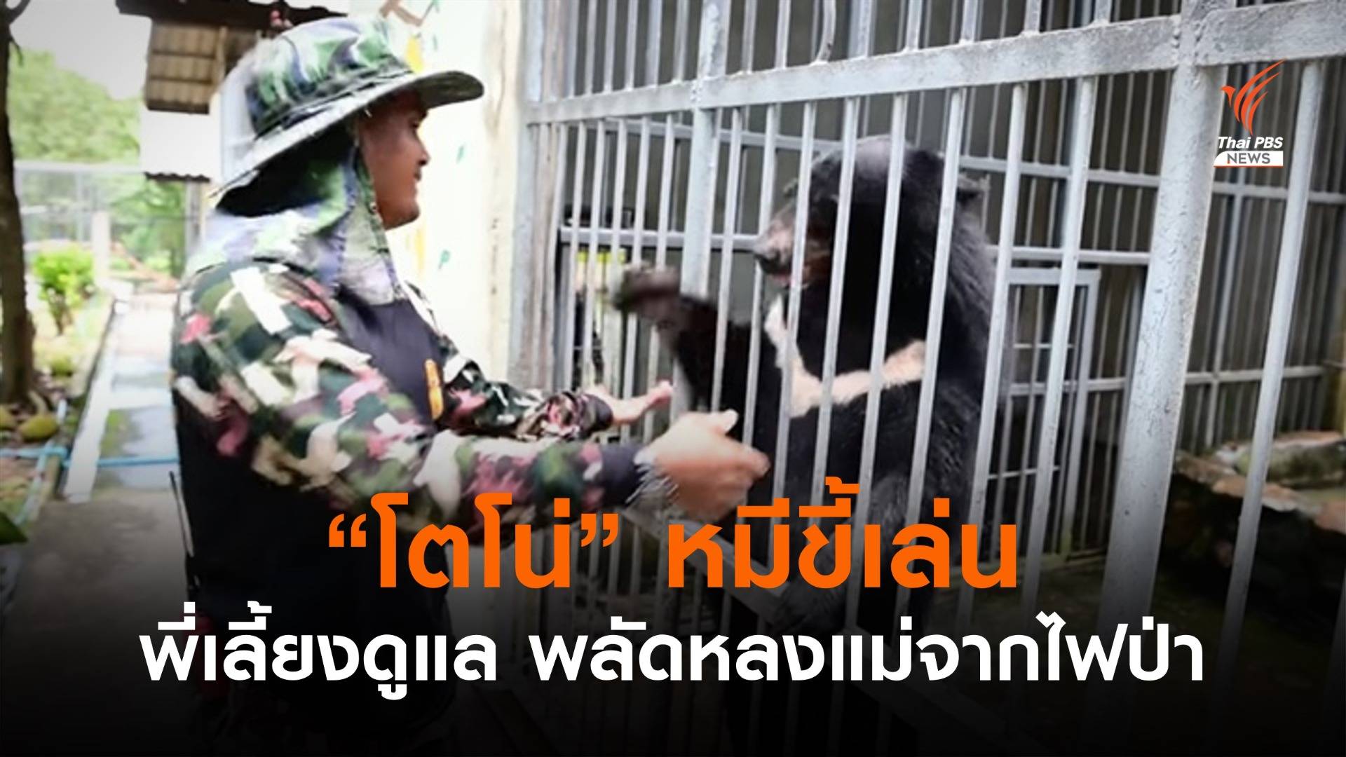 คลิปน่ารัก "โตโน่" หมีขี้เล่น รอดตายหลังพลัดหลงแม่จากไฟป่า