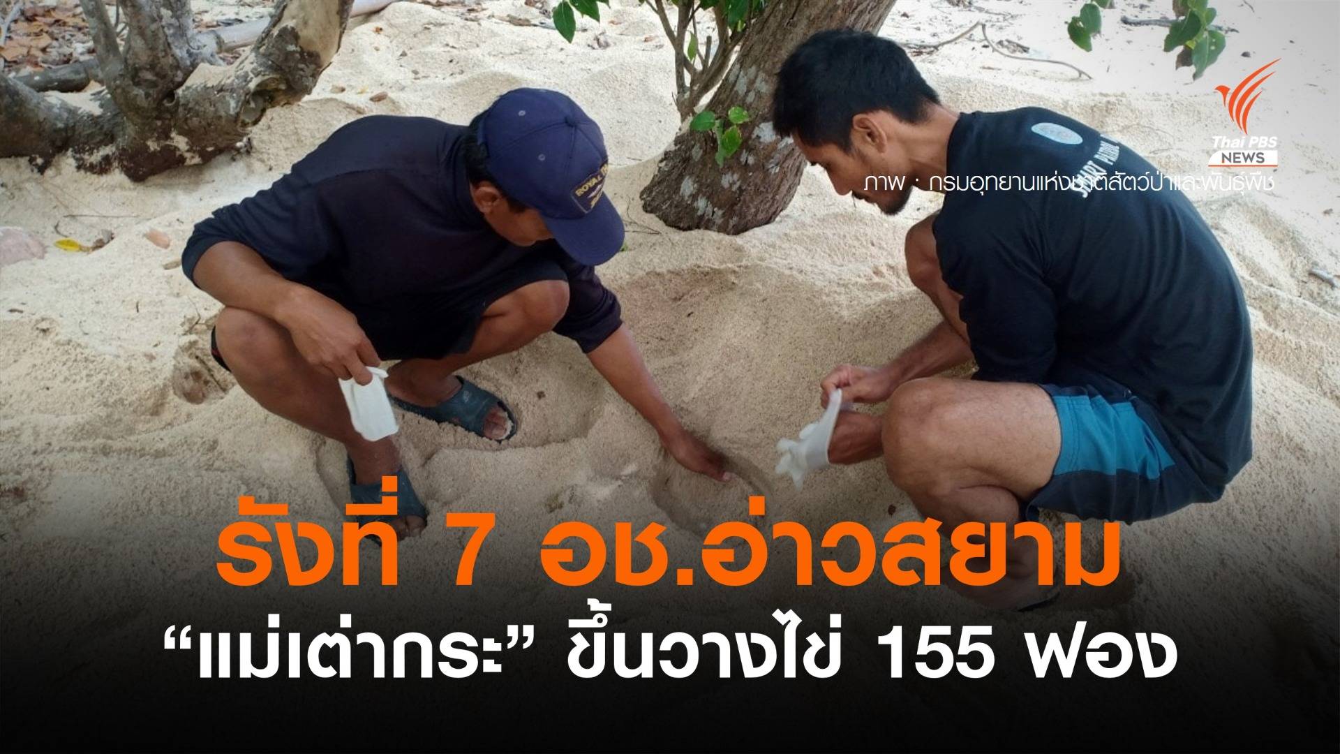 "แม่เต่ากระ" ขึ้นวางไข่เป็นรังที่ 7 อุทยานฯ อ่าวสยาม จ.ประจวบคีรีขันธ์