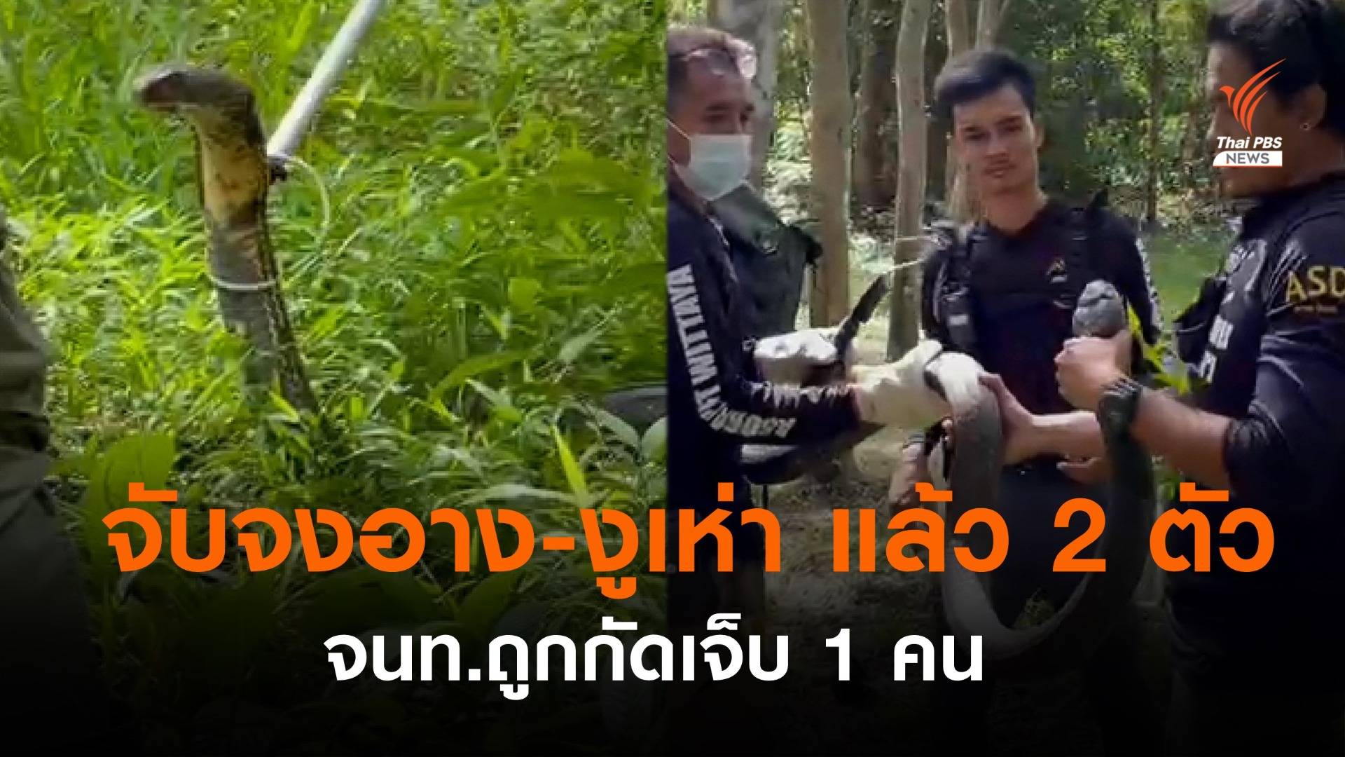 มือปราบอสรพิษ จับ "งูจงอาง-งูเห่า" แล้ว 2 ตัว จนท.ถูกกัดเจ็บ 1 คน