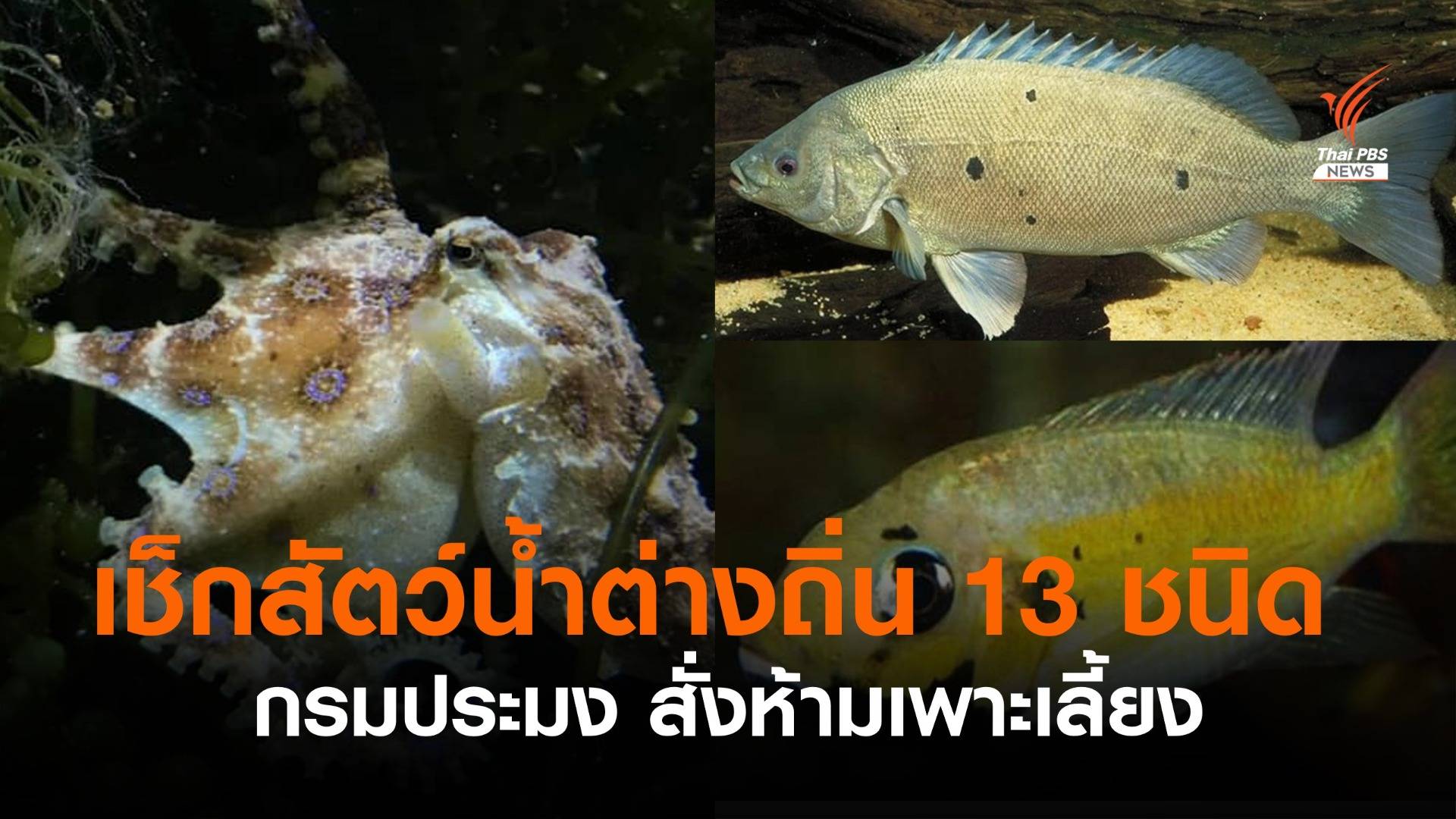 กรมประมง สั่งห้ามเพาะเลี้ยงสัตว์น้ำต่างถิ่น 13 ชนิด 