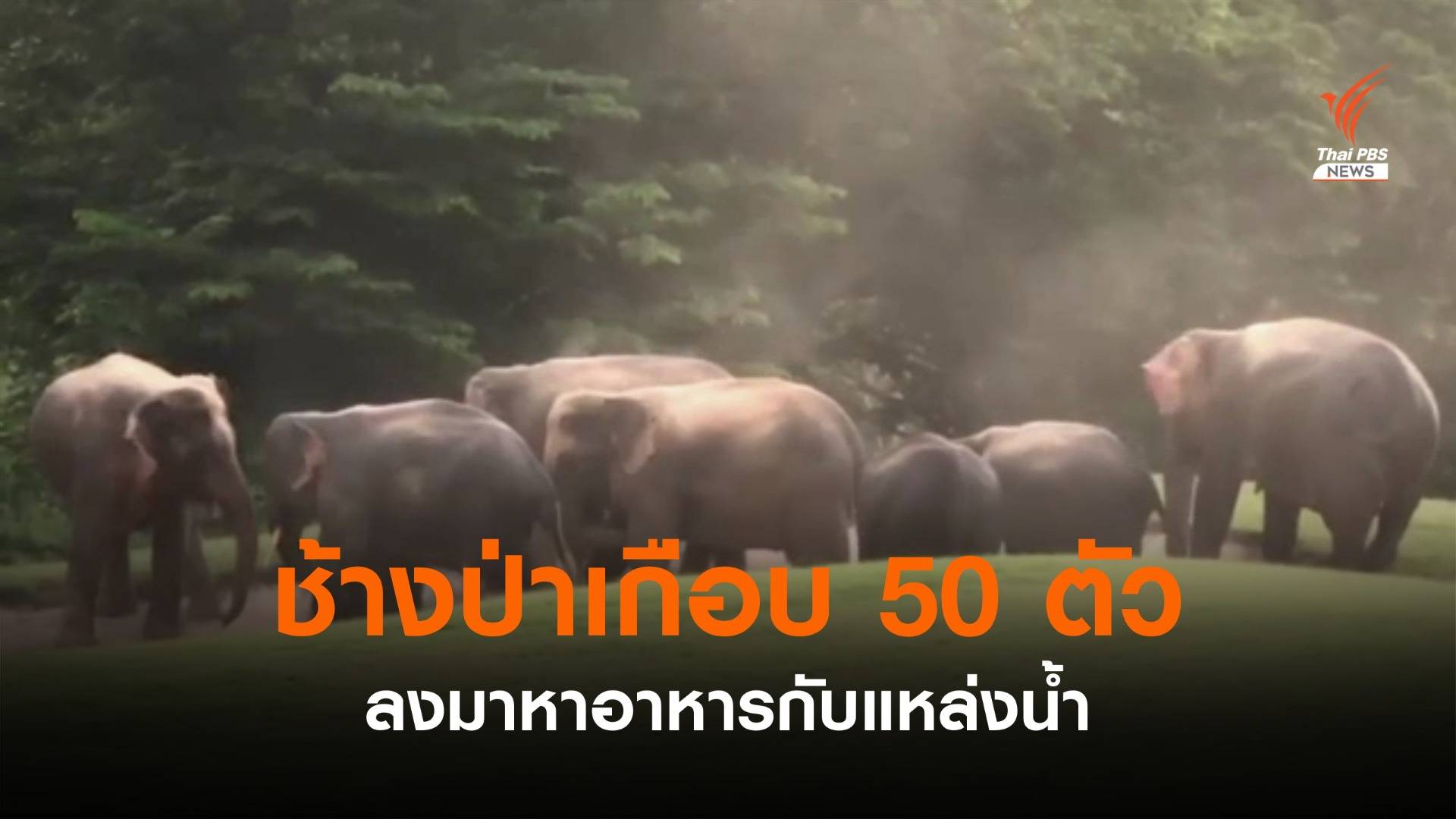 ช้างป่าเกือบ 50 ตัว ลงมาหาอาหารกับแหล่งน้ำ