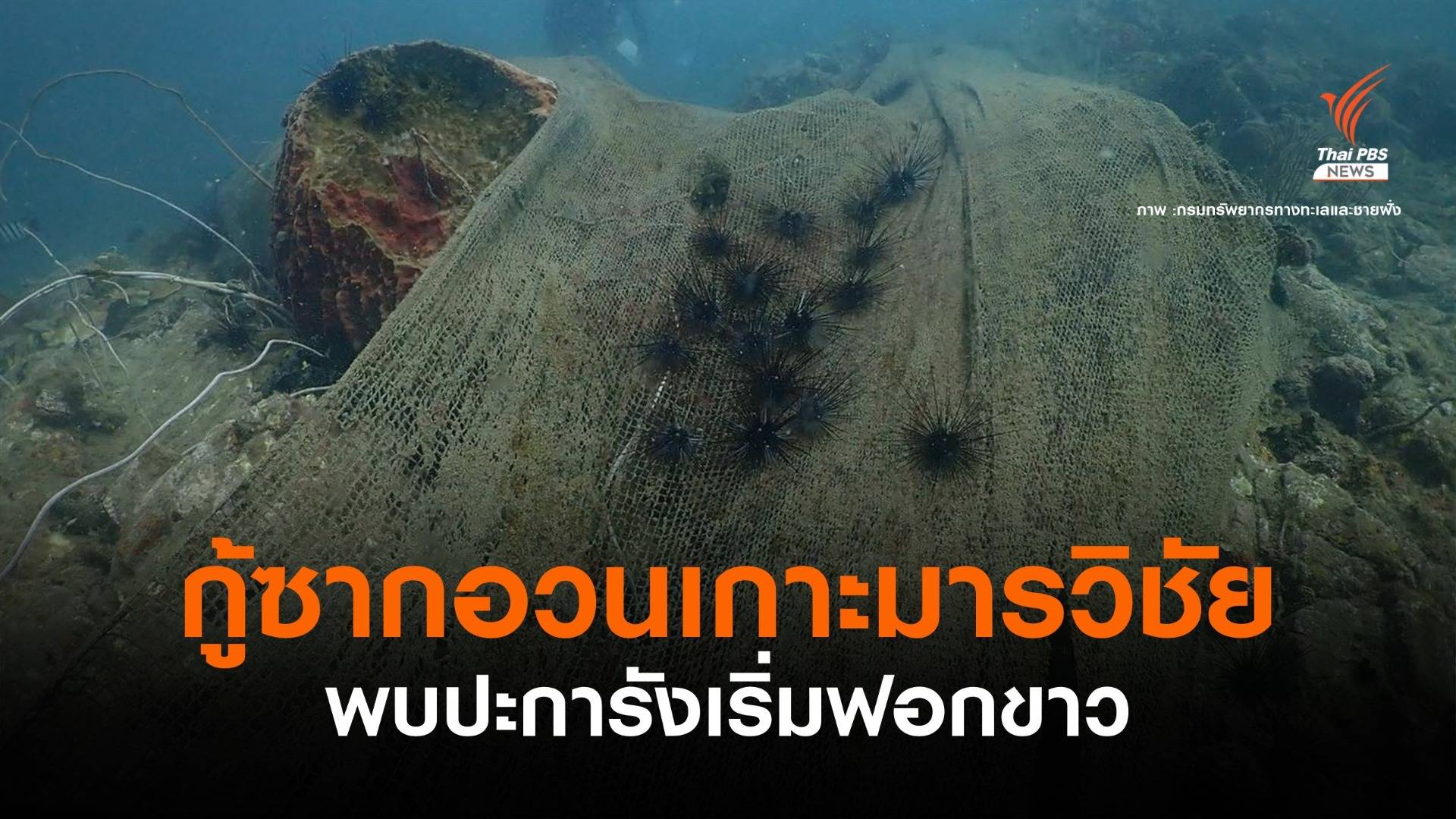 ดีเดย์ 3 ก.ค. ทช.-อาสาสมัคร ดำน้ำตัดอวนคลุมปะการังเกาะมารวิชัย