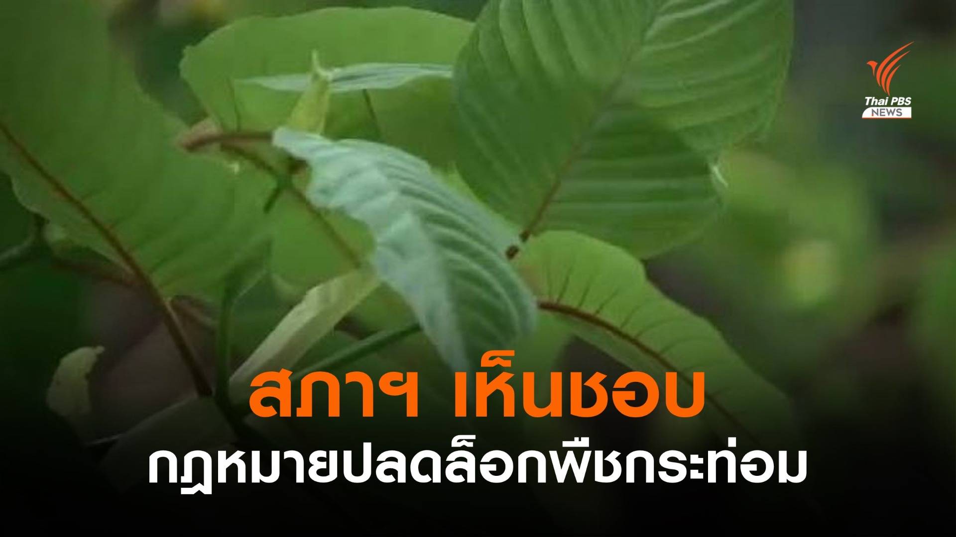 สภาฯ ไฟเขียว ร่างกฎหมายปลดล็อกพืชกระท่อม
