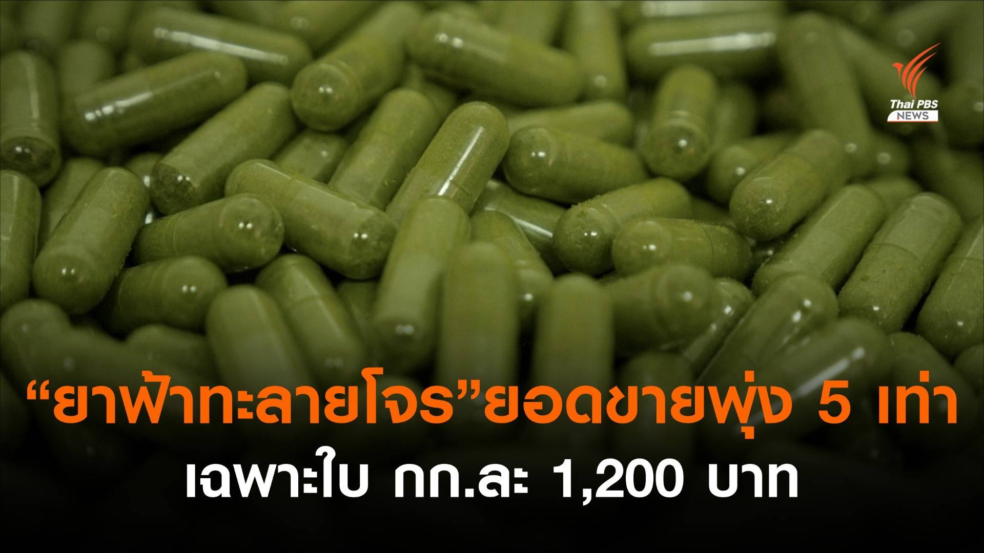 เจาะตลาด "ยาฟ้าทะลายโจร" ยอดขายพุ่ง 5 เท่า - วัตถุดิบขาดแคลน