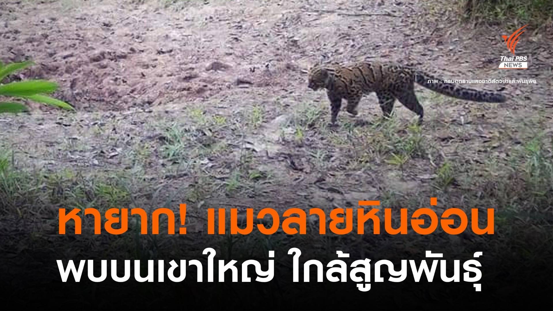 ข่าวดีพบ"แมวลายหินอ่อน" สัตวป่าหายากใกล้สูญพันธุ์บนเขาใหญ่