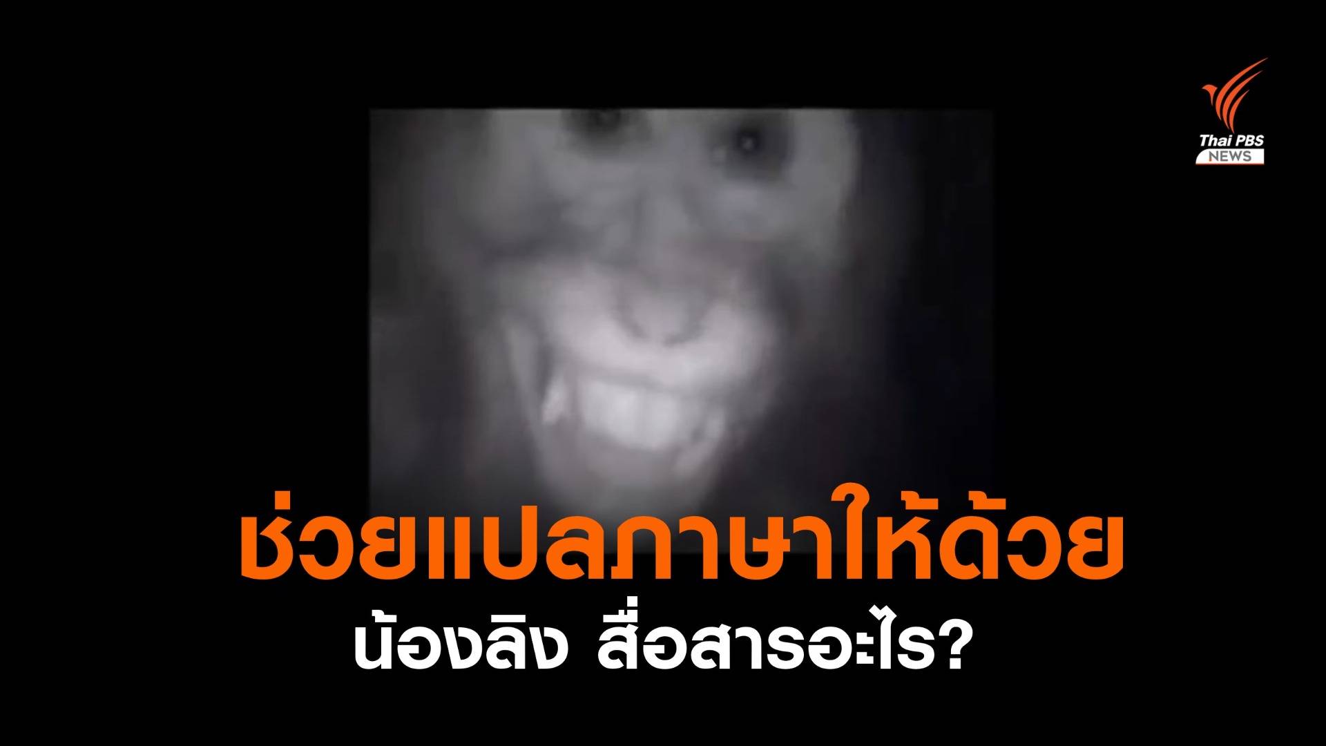 ช่วยแปลภาษาให้ที "น้องลิง" บอกอะไรคนผ่านกล้องถ่ายภาพ