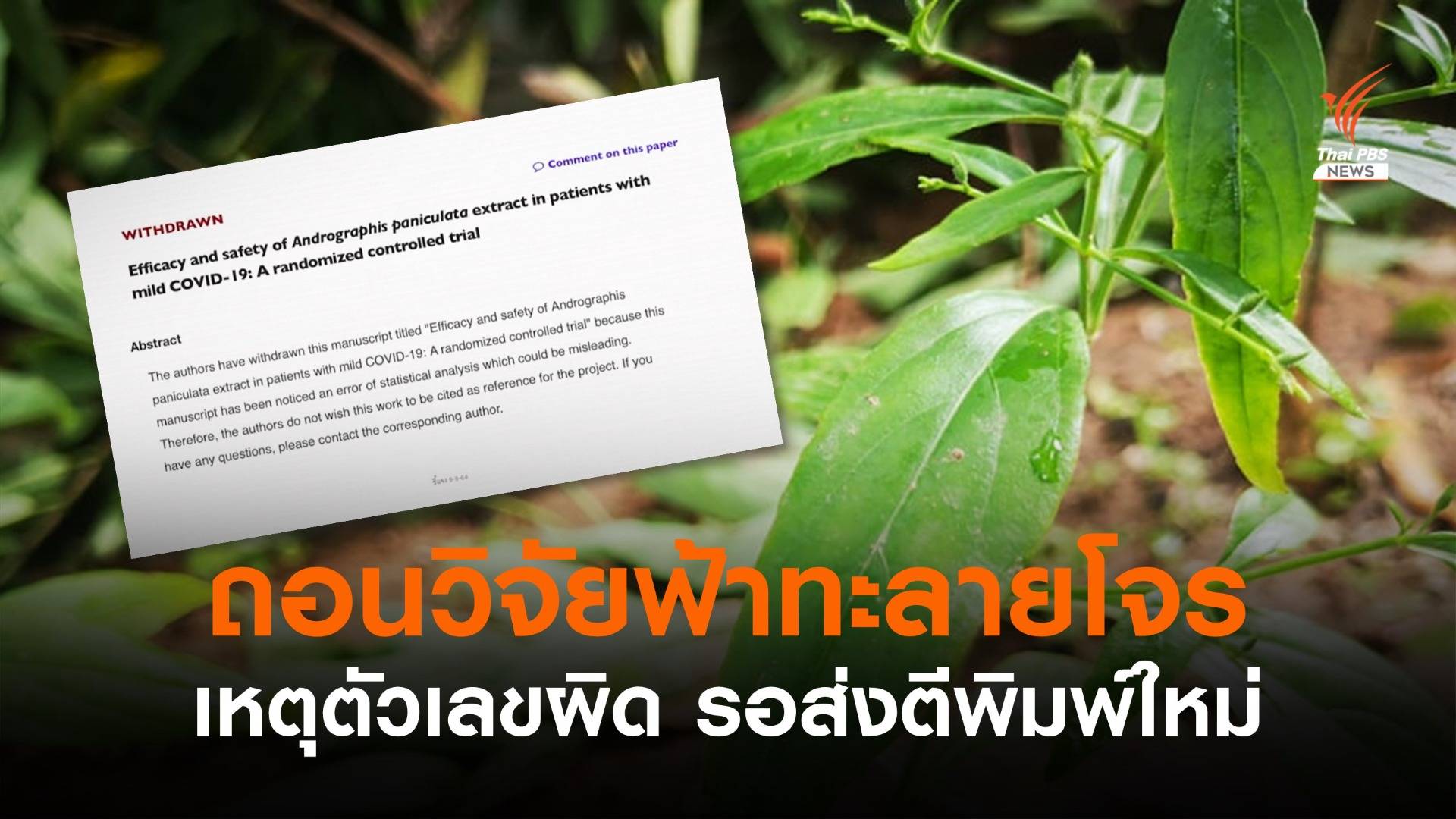 ไขปม! ถอนงานวิจัย "ฟ้าทะลายโจร" รักษาโควิด เหตุคำนวณเลขผิด