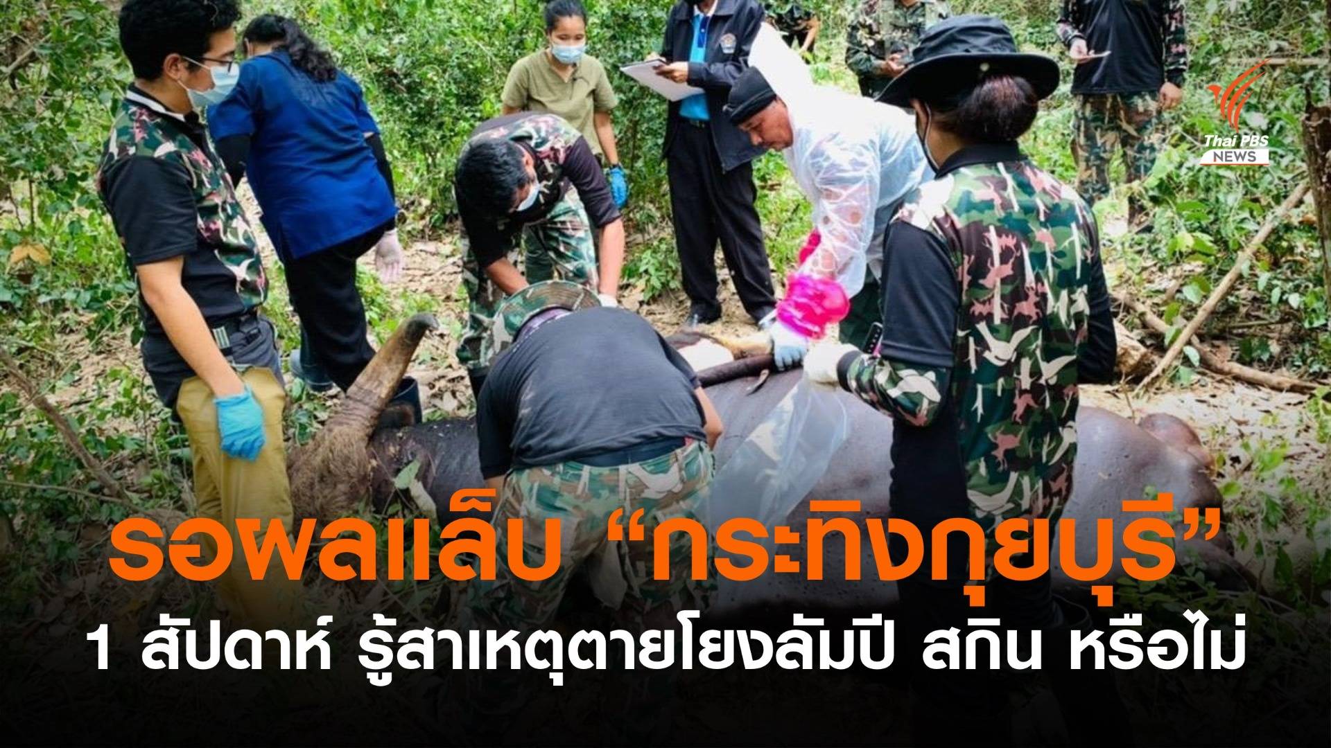 รอผลแล็บ "กระทิงกุยบุรี" ตายจากลัมปี สกิน?