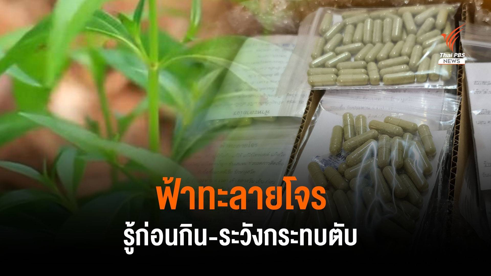 วิธีกินฟ้าทะลายโจรใบสด-ผงยา รักษาโควิด-19