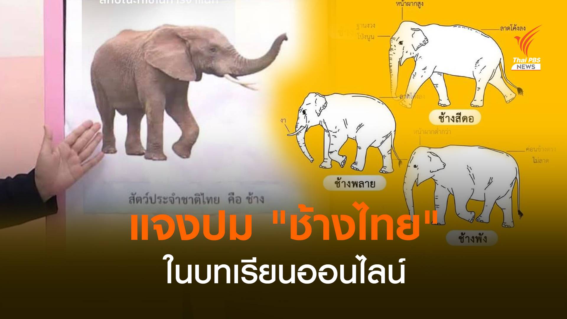 แจงปม "ช้างไทย" ในบทเรียนออนไลน์อนุบาล