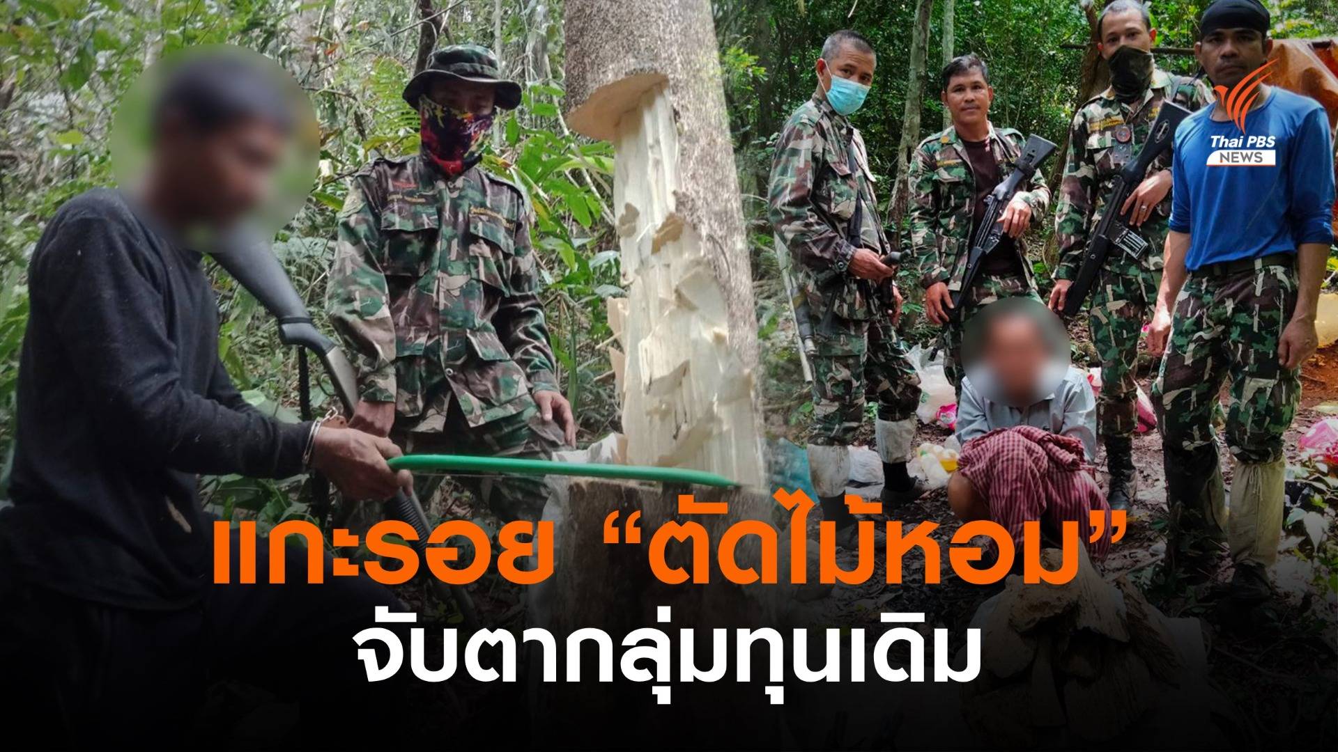 แกะรอย "ตัดไม้หอม" บนป่าเขาใหญ่จับตากลุ่มทุนเดิม