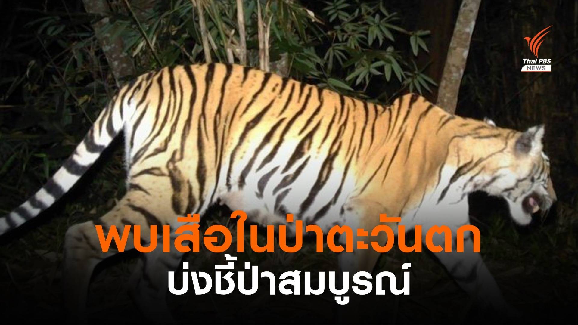 เปิดภาพเสือ 5 ชนิด ในป่าตะวันตกพื้นที่กาญจนบุรี