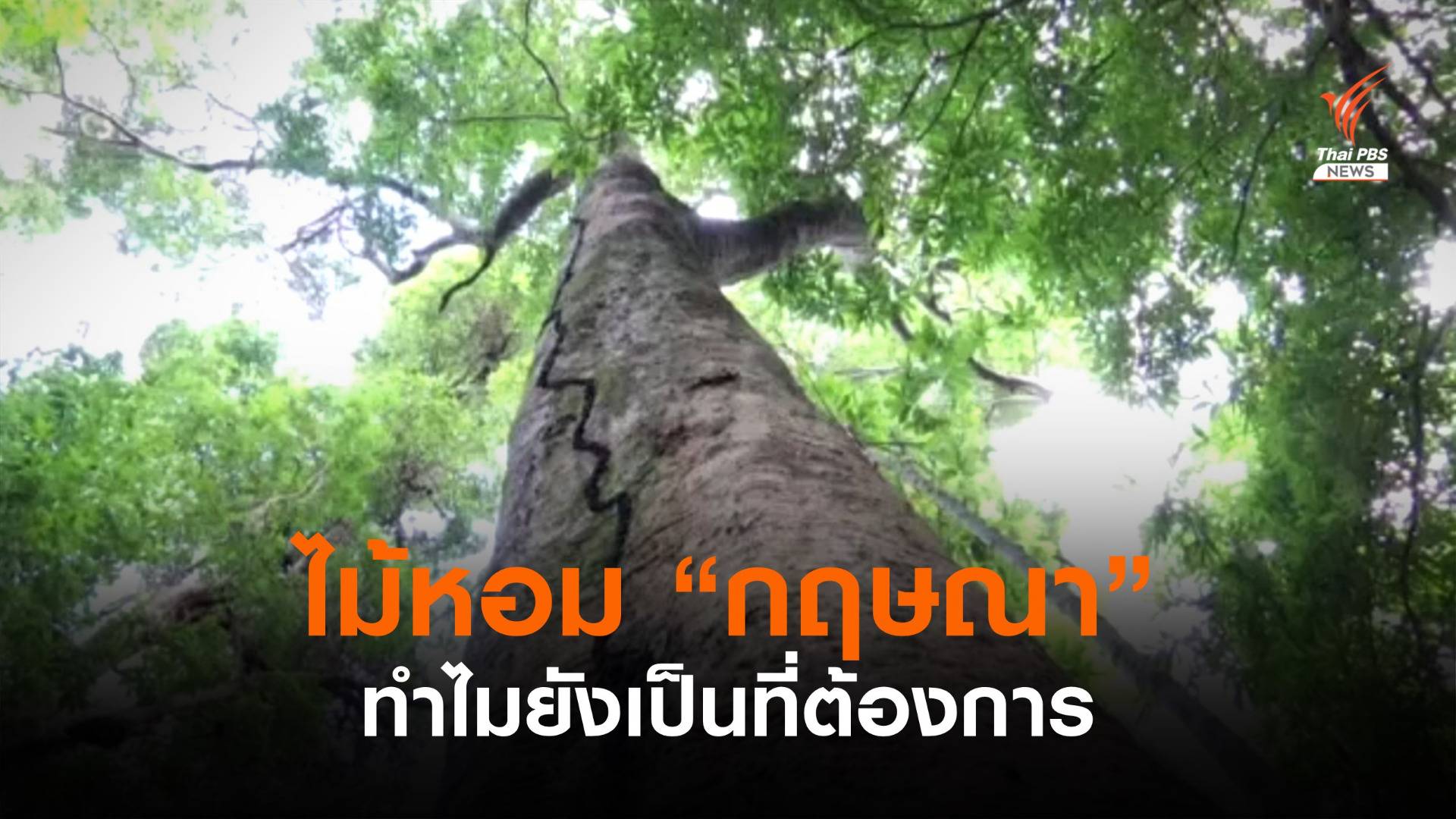 ทำไม “กฤษณา” ไม้หอมยังมีราคาแพง และไม่เสื่อมความนิยม