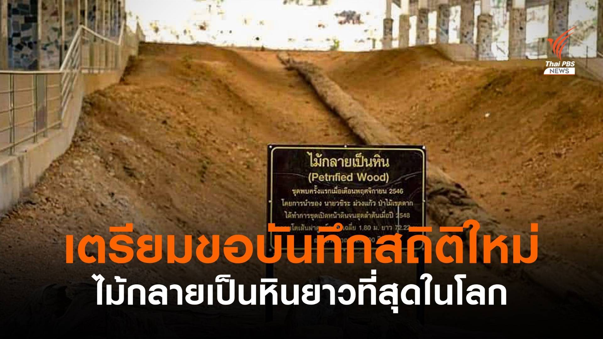 ไทยเตรียมบันทึกสถิติโลก “ไม้กลายเป็นหินยาวที่สุด”