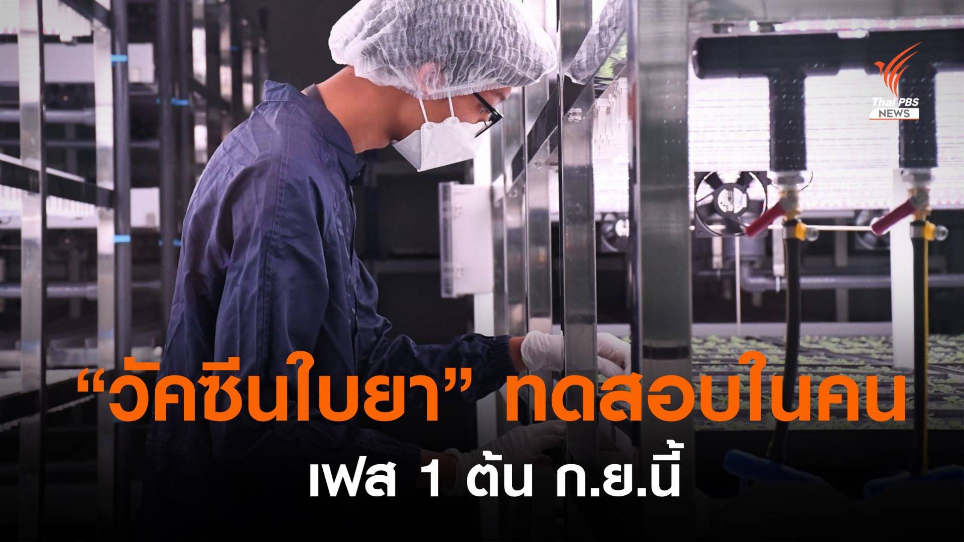 “จุฬา-ใบยา” เริ่มทดสอบวัคซีนในคนเฟส 1 ต้น ก.ย.นี้