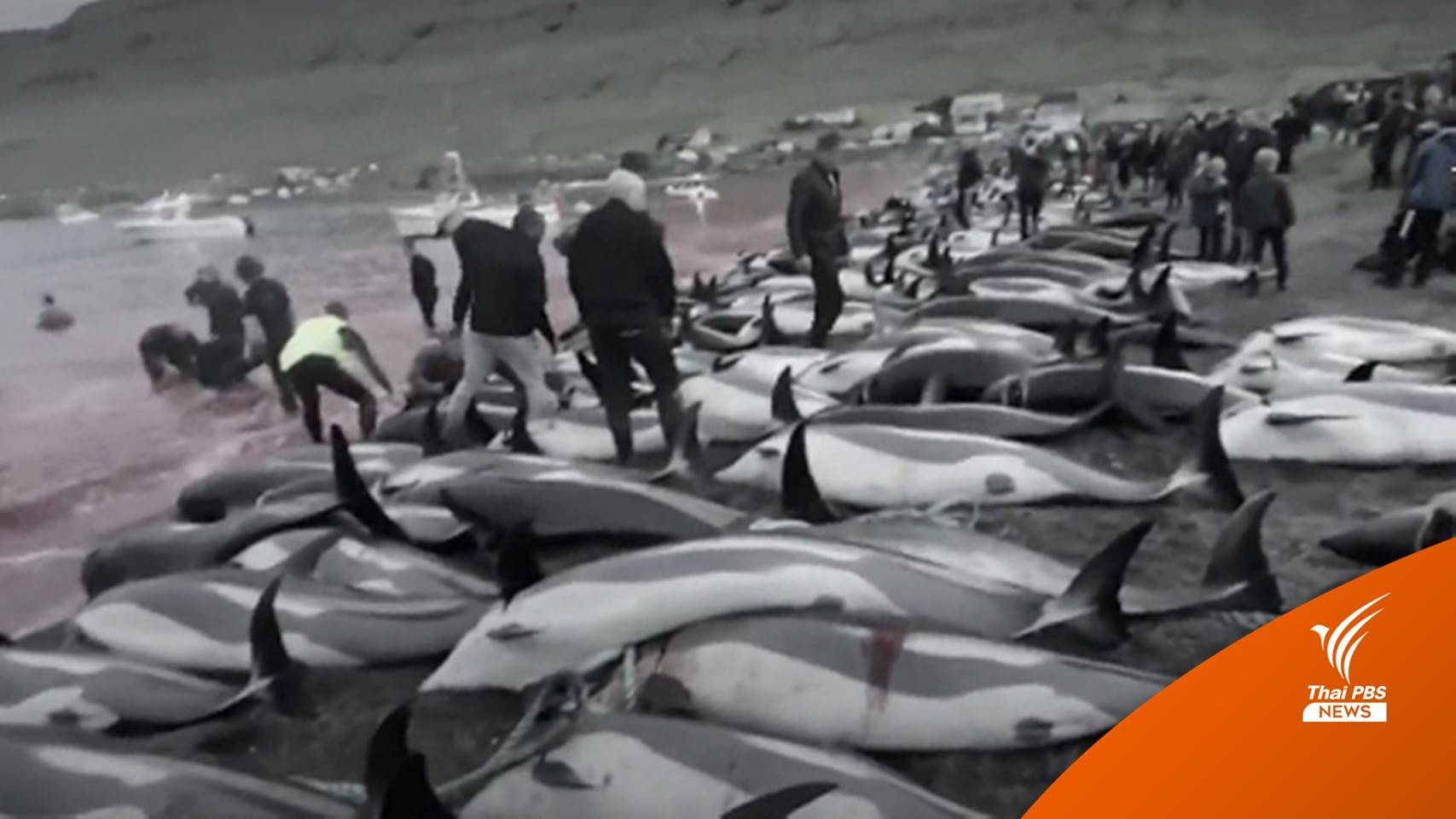 กลุ่มต่อต้านล่าวาฬฯ ประณามหมู่เกาะแฟโรฆ่า "โลมา" กว่า 1,400 ตัว