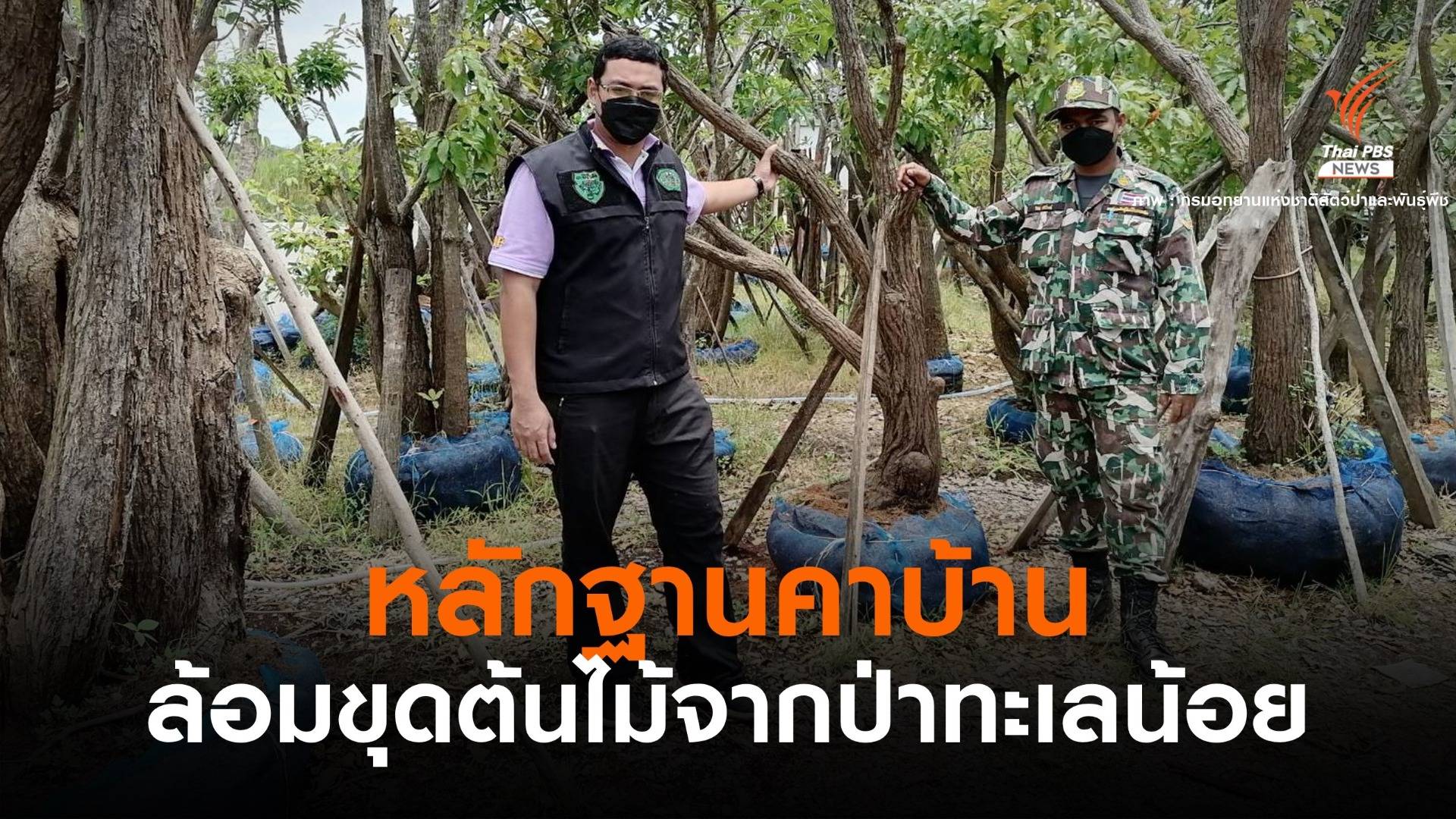 หลักฐานคาบ้าน! ลอบขุดต้นไม้ 19 ต้นจากป่าทะเลน้อย