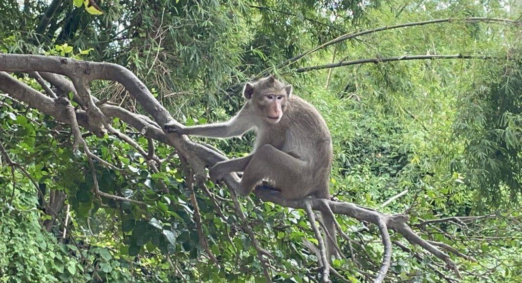 ปล่อยลิงแสม 6 ตัว คืนถิ่นวัดสำโรง หลังถูกหนุ่มค้าสัตว์ป่าลอบจับ