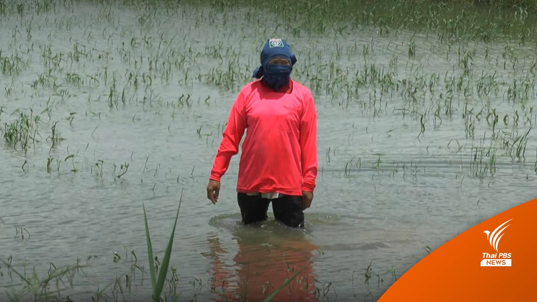 4 เขื่อนโคราชน้ำใกล้เต็ม จุดเสี่ยงท่วม "วังน้ำเขียว-ปากช่อง"