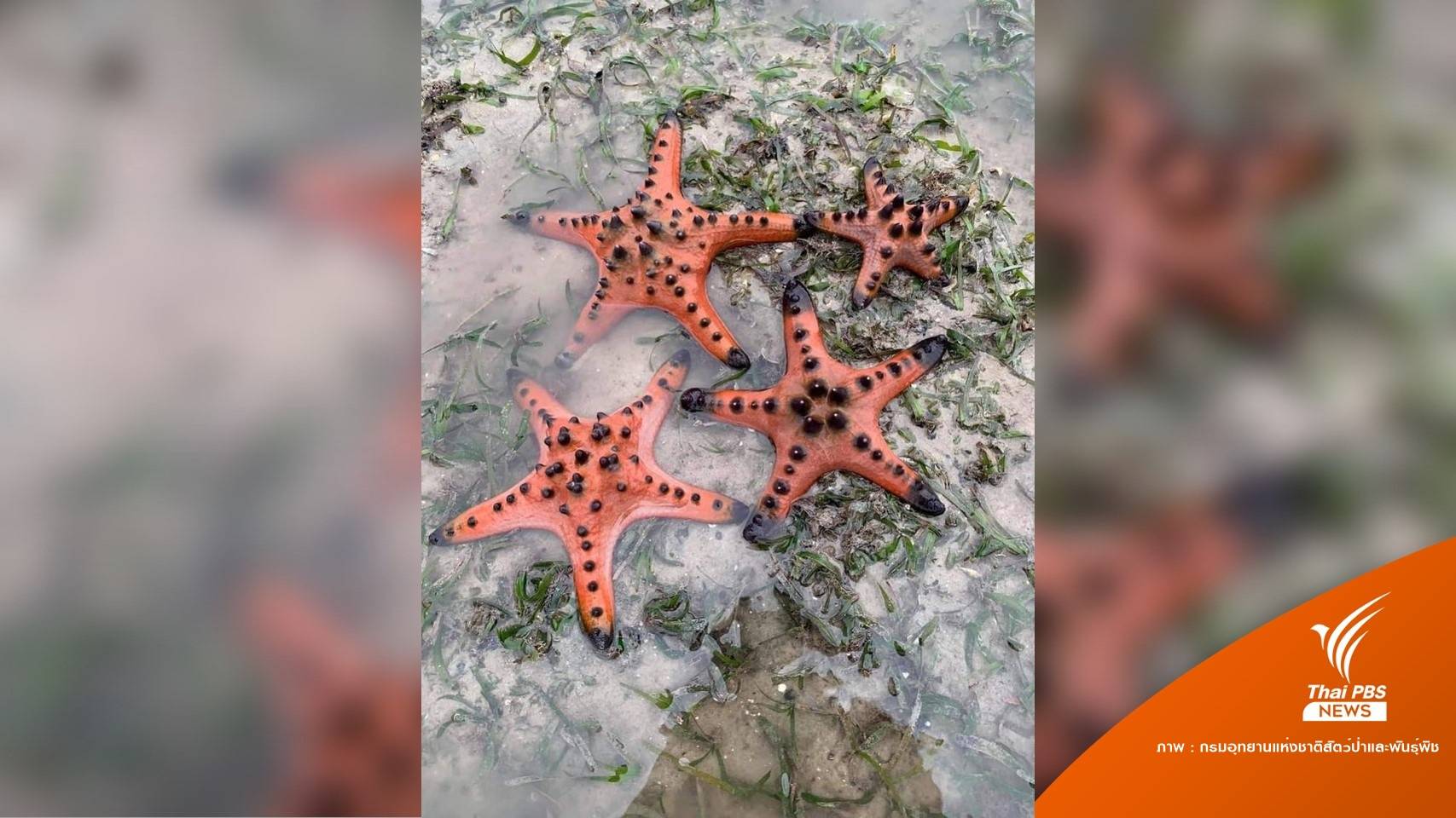 เตือนจับ "ดาวทะเล" ถ่ายภาพเล่นโทษคุก 5 ปี ปรับไม่เกิน 5 แสนบาท