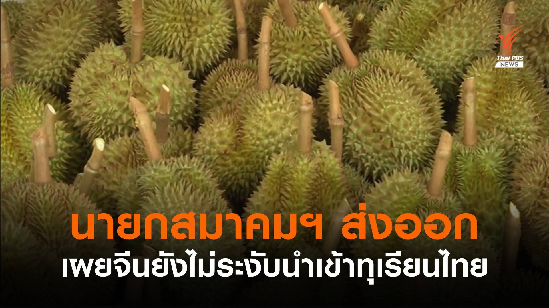 นายกสมาคมฯ ส่งออกเผยจีนยังไม่ห้ามนำเข้าทุเรียนไทย