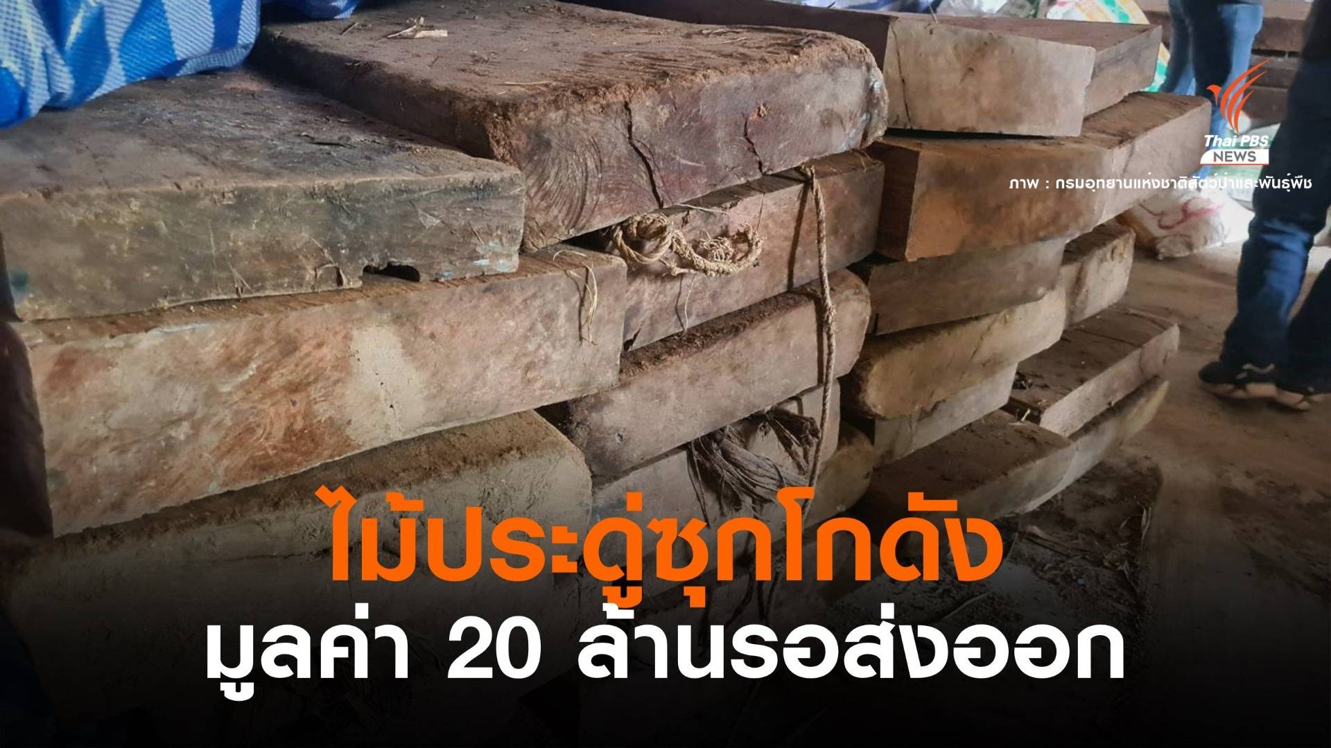 บุกยึด "ไม้ประดู่" ซุกโกดังลำปาง มูลค่า 20 ล้านเตรียมส่งขายต่างประเทศ