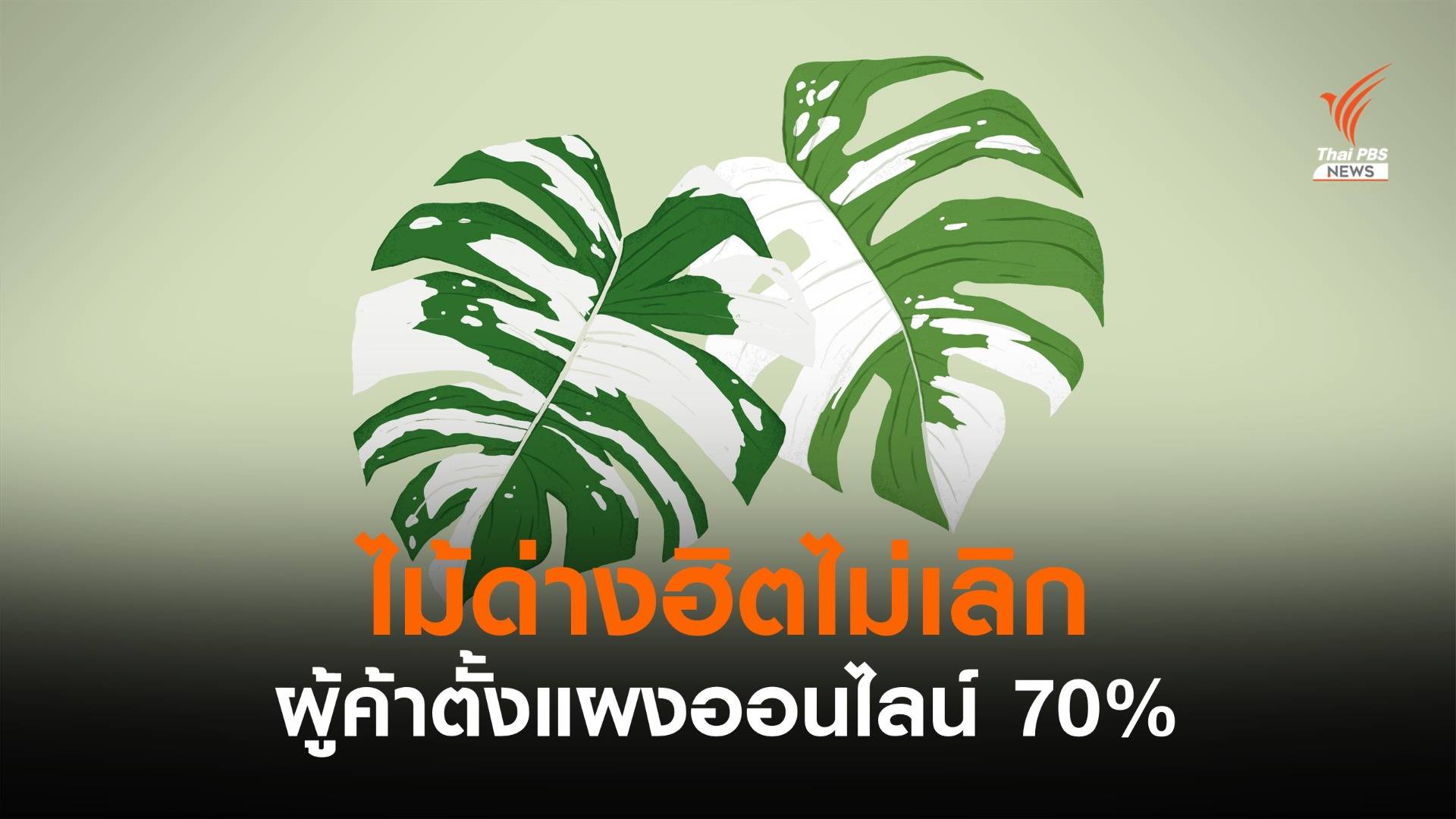 ฮิตไม่เลิก! เช็กราคา 5 ไม้ด่างยอดนิยม ก่อนหารายได้เสริมช่วงโควิด