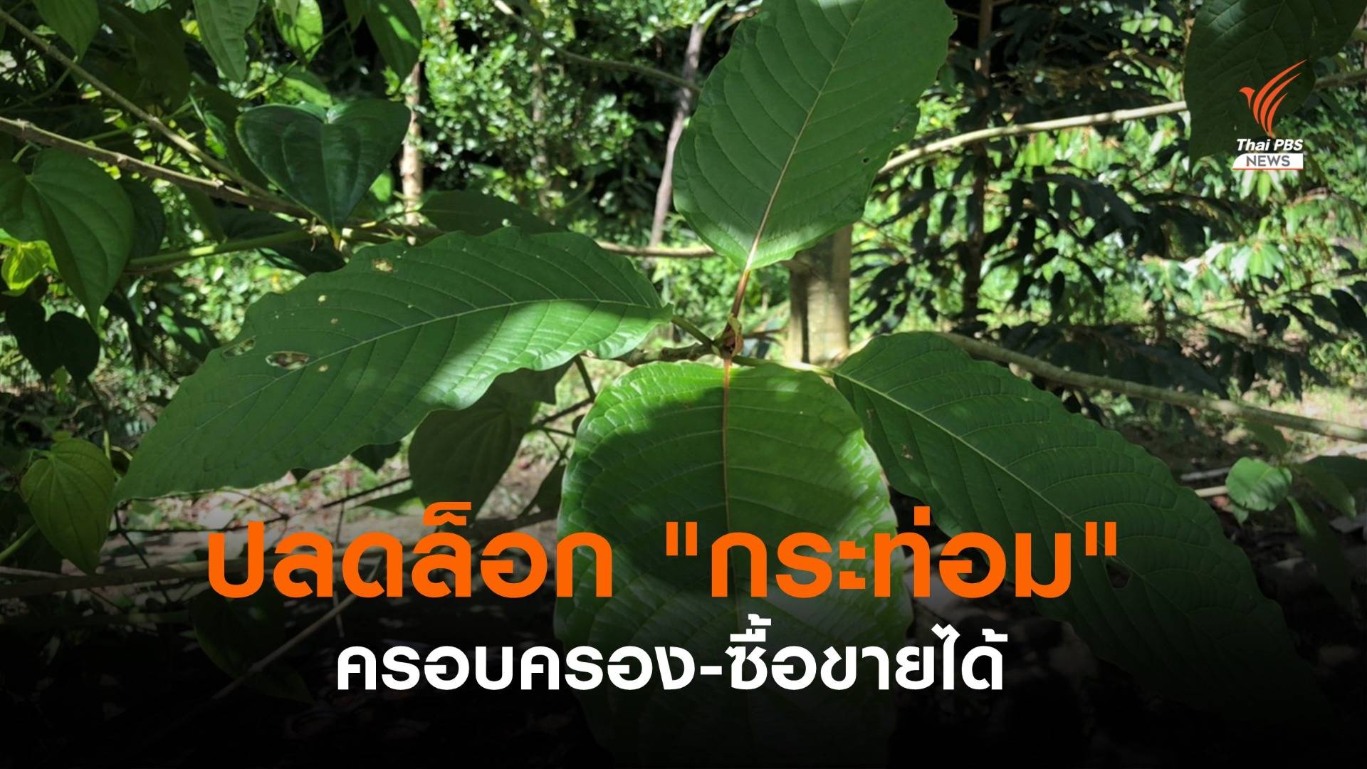 ปลดล็อก "กระท่อม" จากยาเสพติด ครอบครอง-ซื้อขายได้