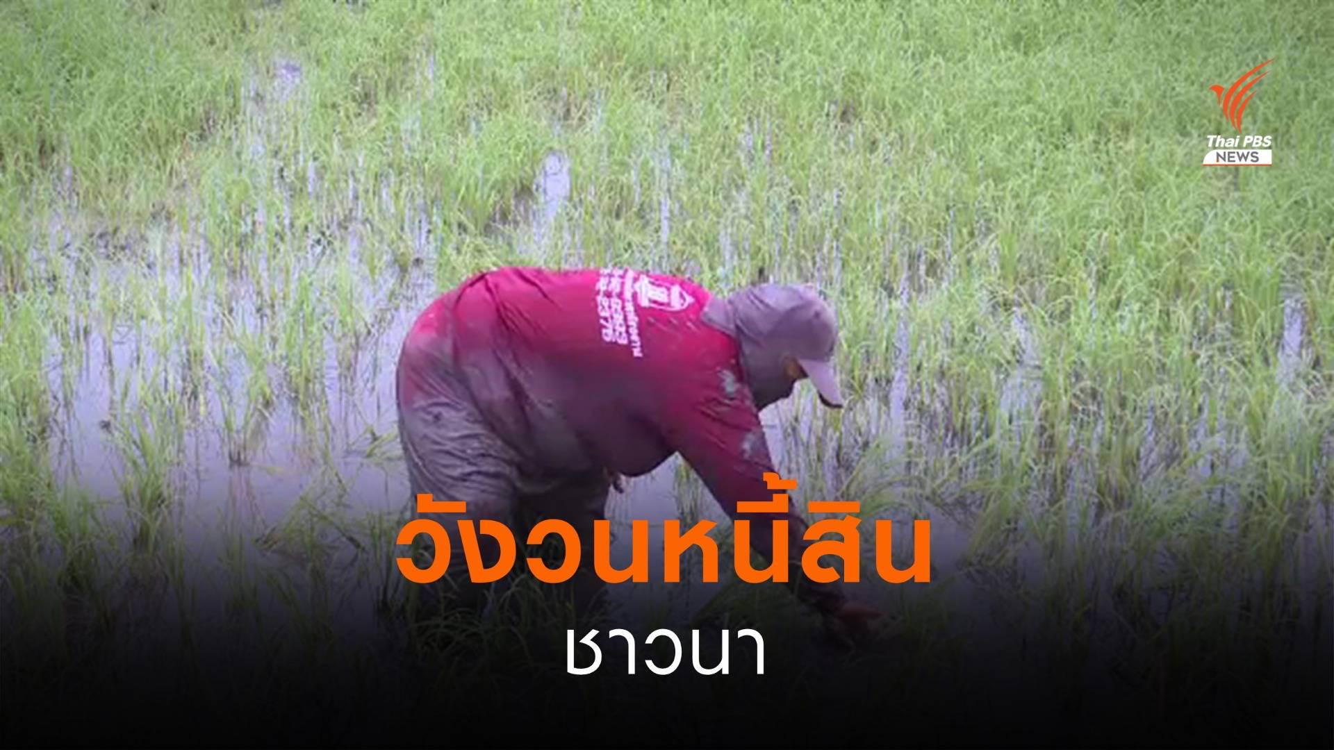 วังวนหนี้สินชาวนา