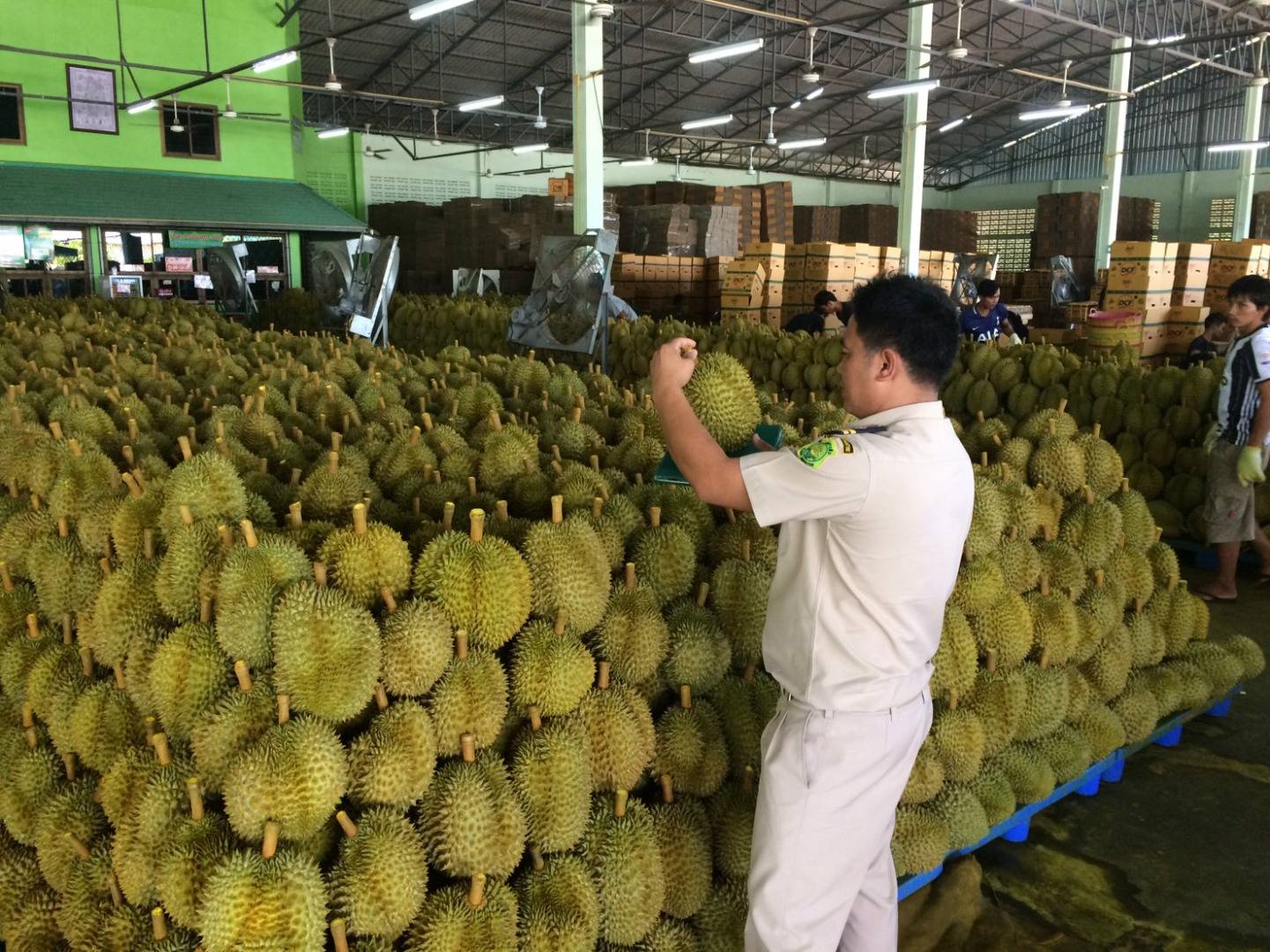 เกษตรฯ ยันทุเรียนส่งออกแดนปลาดิบไม่ใช่ทุเรียนอ่อน