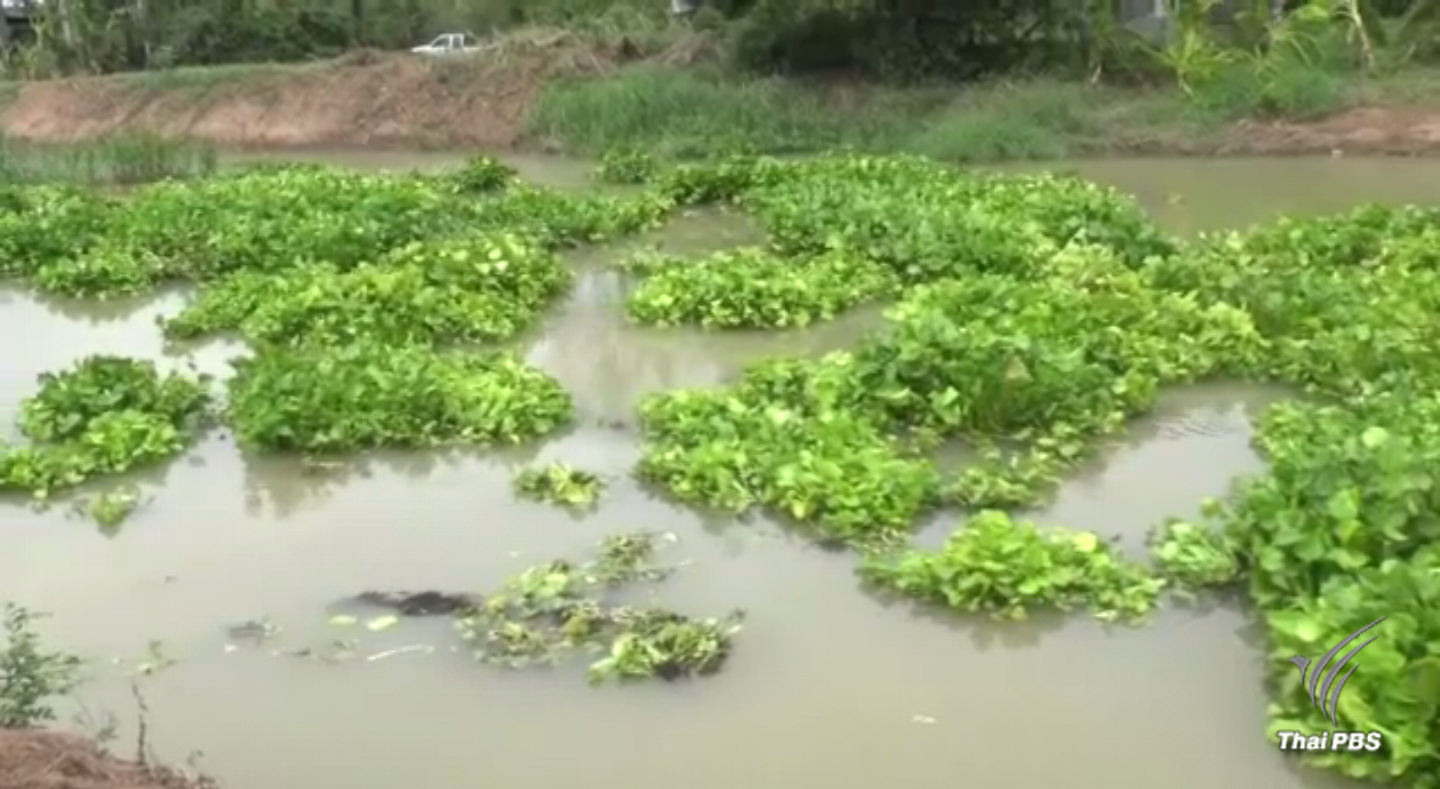 กรมชลประทานตั้งเป้าหมายกำจัดผักตบชวาให้แล้วเสร็จภายในเดือน ก.ย.นี้