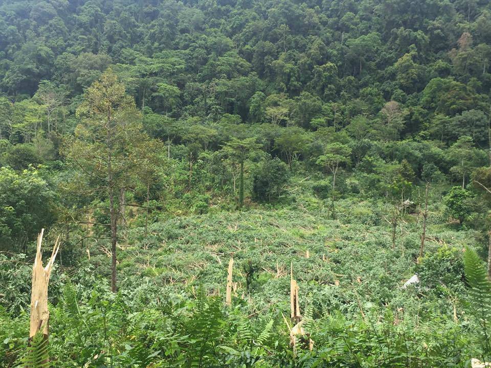 กรมอุทยาน ลุยรื้อสวนยาง-รีสอร์ทรุกป่าเกาะพะงัน