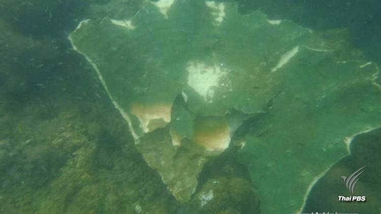 ทช.เปิดใบสั่ง "เส้นทางค้าปะการัง" ตลาดชายฝั่งประจวบ-ชุมพร