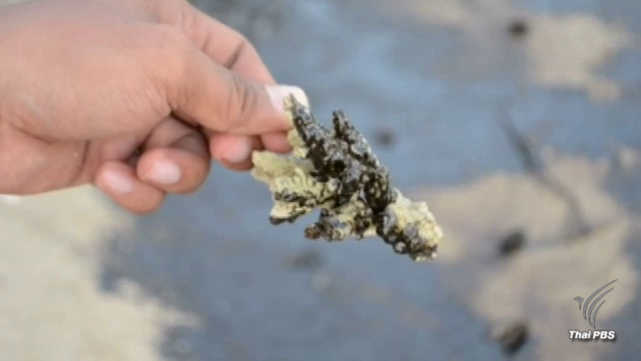 พบคราบน้ำมันชายหาด "เกาะพะงัน” ระยะทาง 500 เมตร