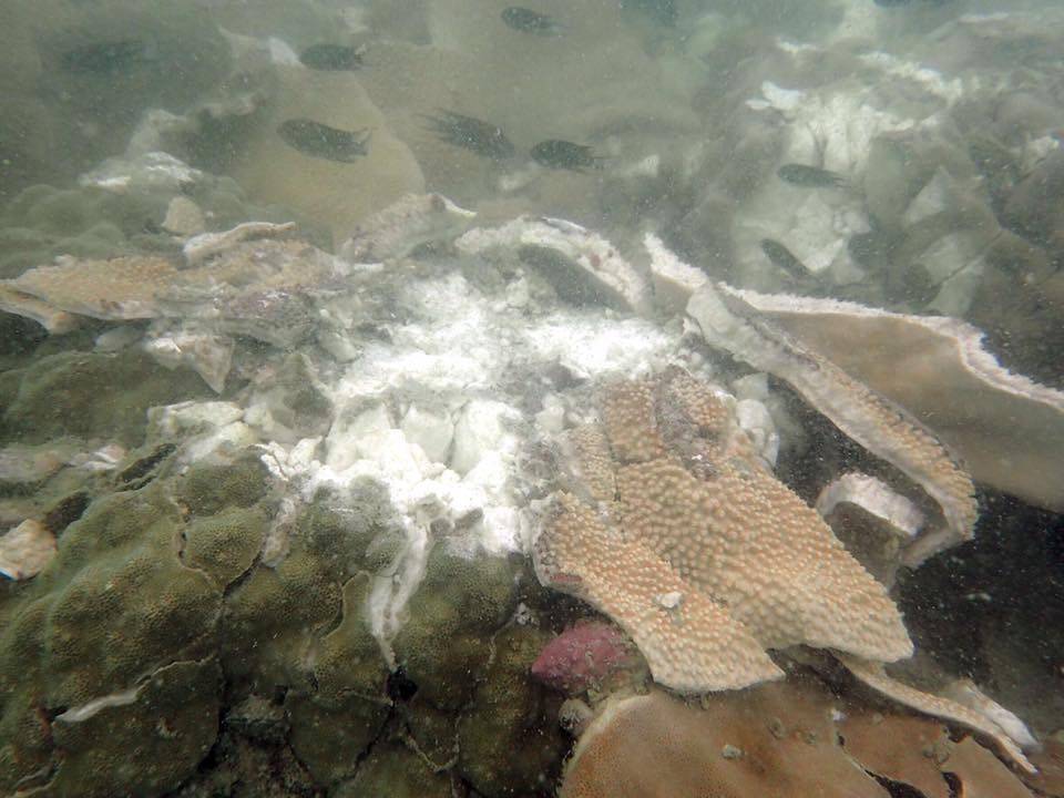 ทช.สรุปเรือเกยแนวปะการัง"เกาะร้านดอกไม้" เสียหาย 2 ไร่