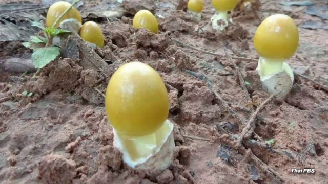 เตือนระวังกินเห็ดพิษ เชียงใหม่เสียชีวิตแล้ว 1 คน