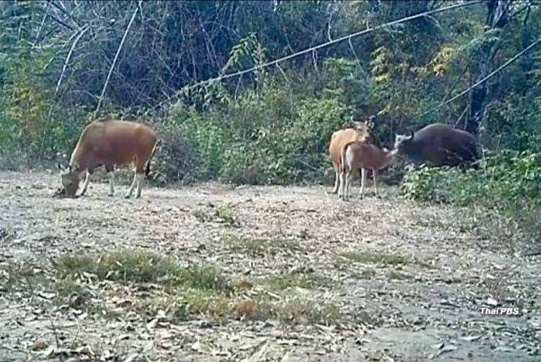 "ฟ้าใหม่"ลูกวัวแดงตัวแรกของโลกคืนสู่ป่าสลักพระหลังสูญพันธุ์10 ปี