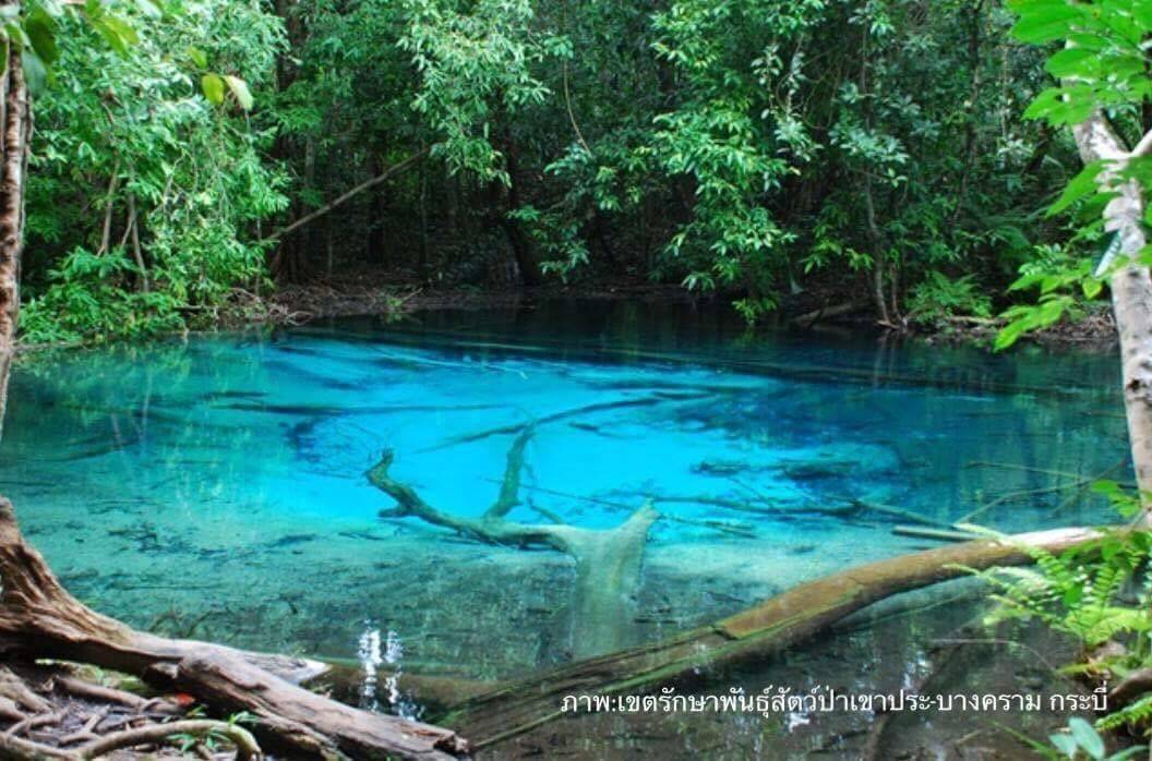 ปิด "สระน้ำผุด "เขาประ-บางคราม 6 เดือน ช่วงผสมพันธุ์นกแต้วแร้วท้องดำ