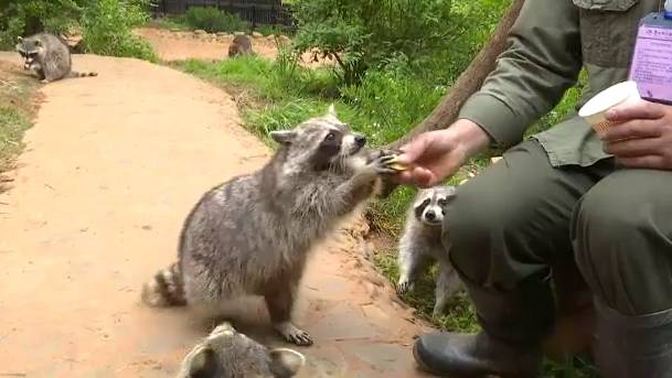 ชมความน่ารัก "ฝูงแรคคูน" ขออาหารนักท่องเที่ยว