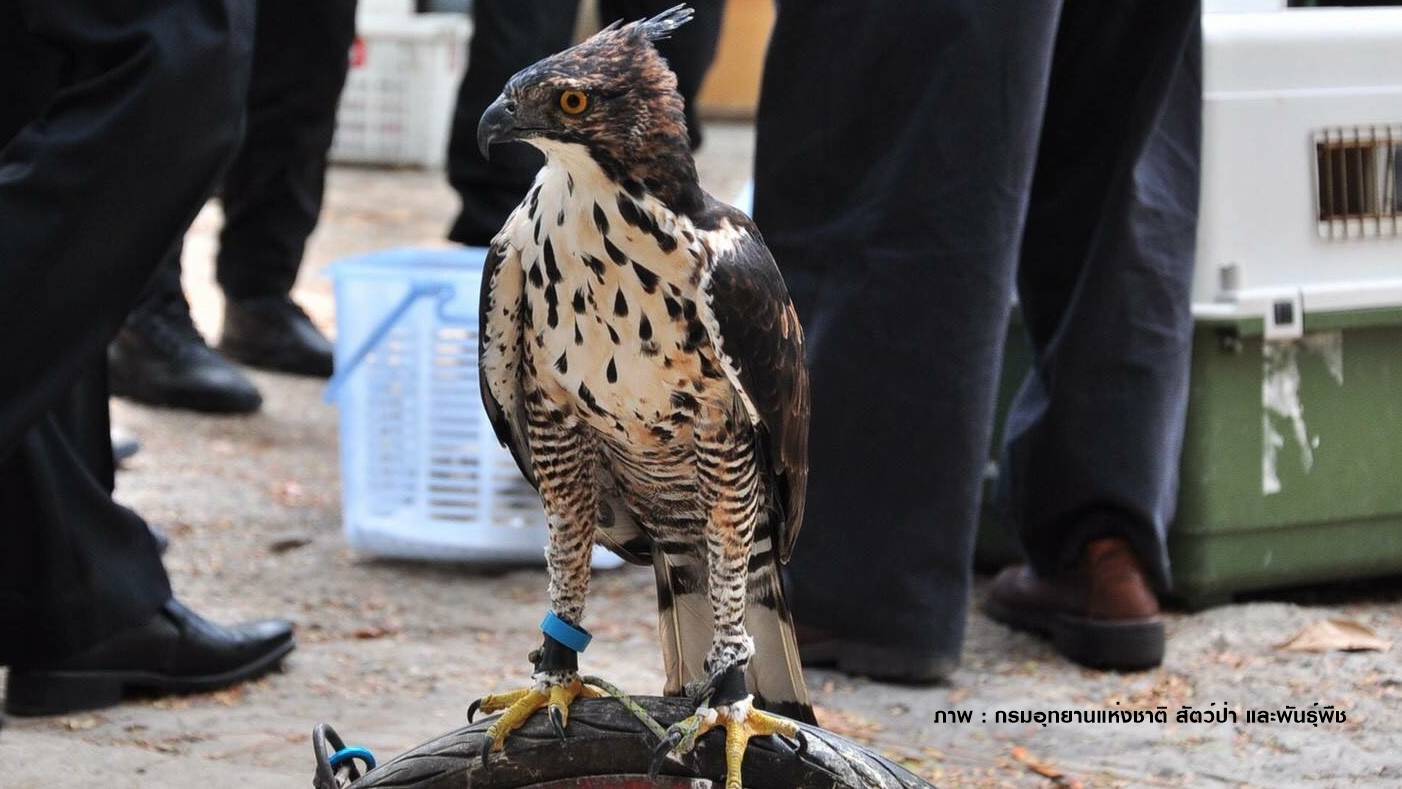 จับพ่อค้าขาย “เหยี่ยวแดง-ลูกนกเหยี่ยว” 9 ตัวผ่านโซเชียล