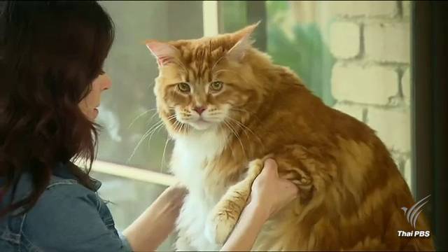 "เจ้าเหมียวโอมาร์" หนัก 14 กก. จ่อแซงขึ้นแมวตัวใหญ่ที่สุดในโลก