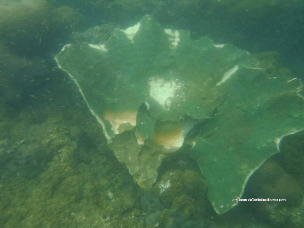 เปิดภาพความเสียหาย "ปะการังจาน" อายุพันปีทะเลชุมพร