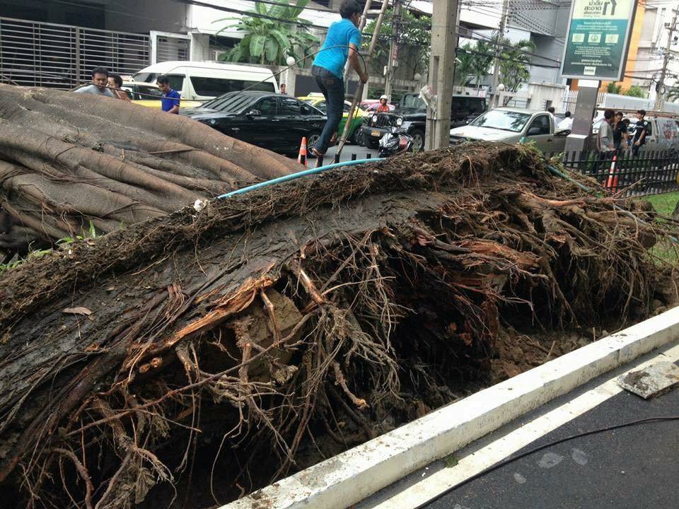 เตือนไม้ใหญ่กทม.เสี่ยงล้มเพิ่มเหตุรากแก้วไม่ขยาย ดินอุ้มน้ำ