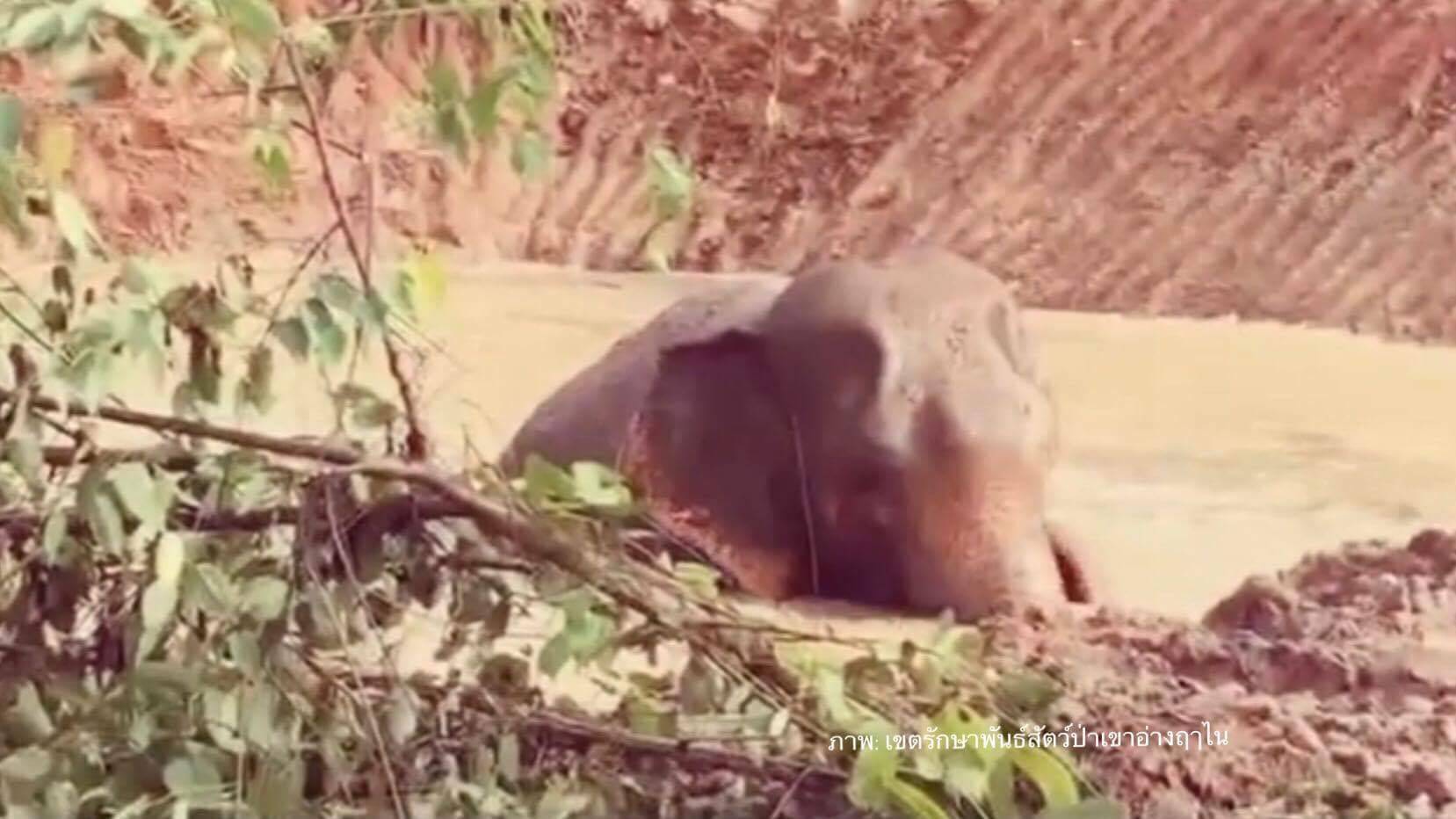 ความสุข "เจ้าแก้ว" ช้างป่าอินดี้ว่ายน้ำเล่นเหมือนเด็กๆ